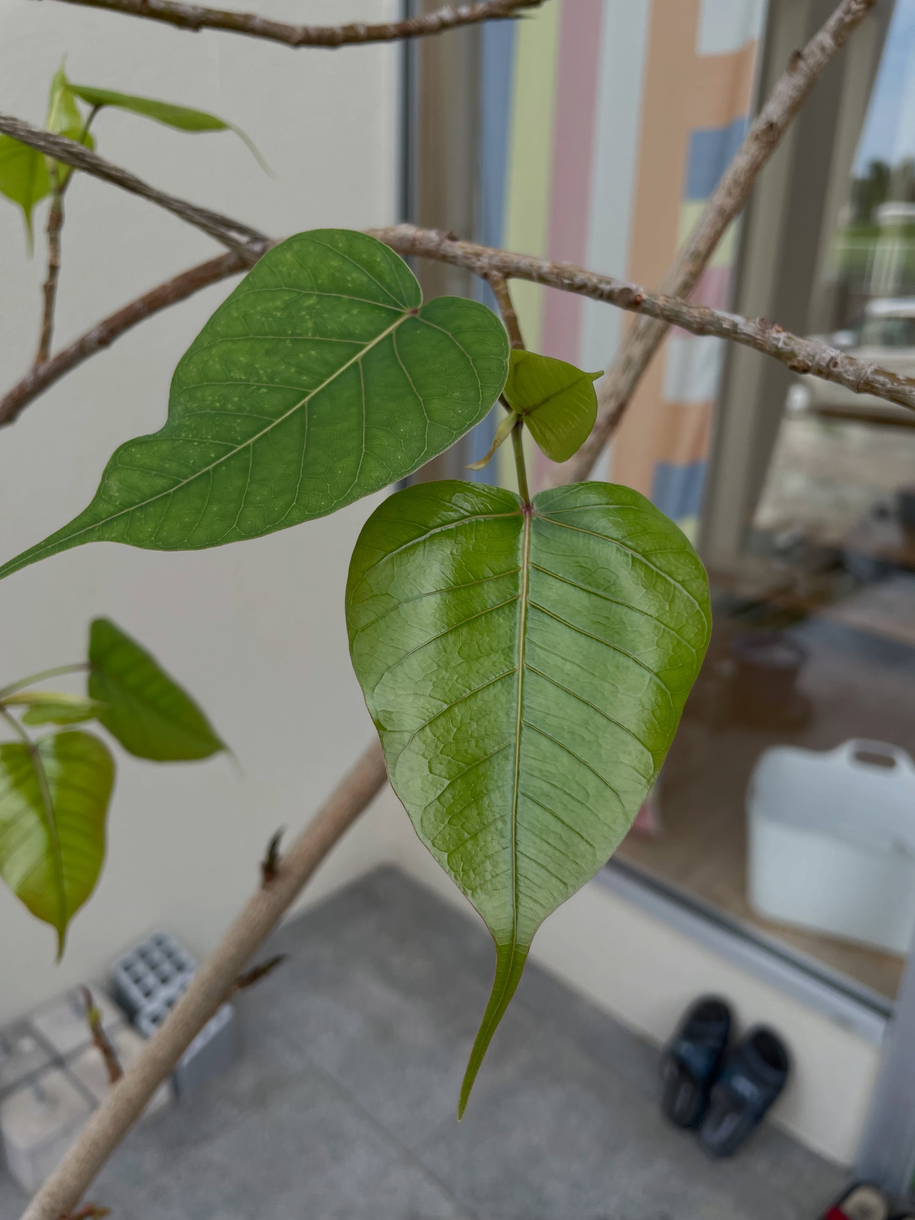 精舎日記　その2

菩提樹の若葉が出てきました。
良かった

生きとし生けるものが
幸せでありますように
#jtba #仏教 #菩提樹 #植物