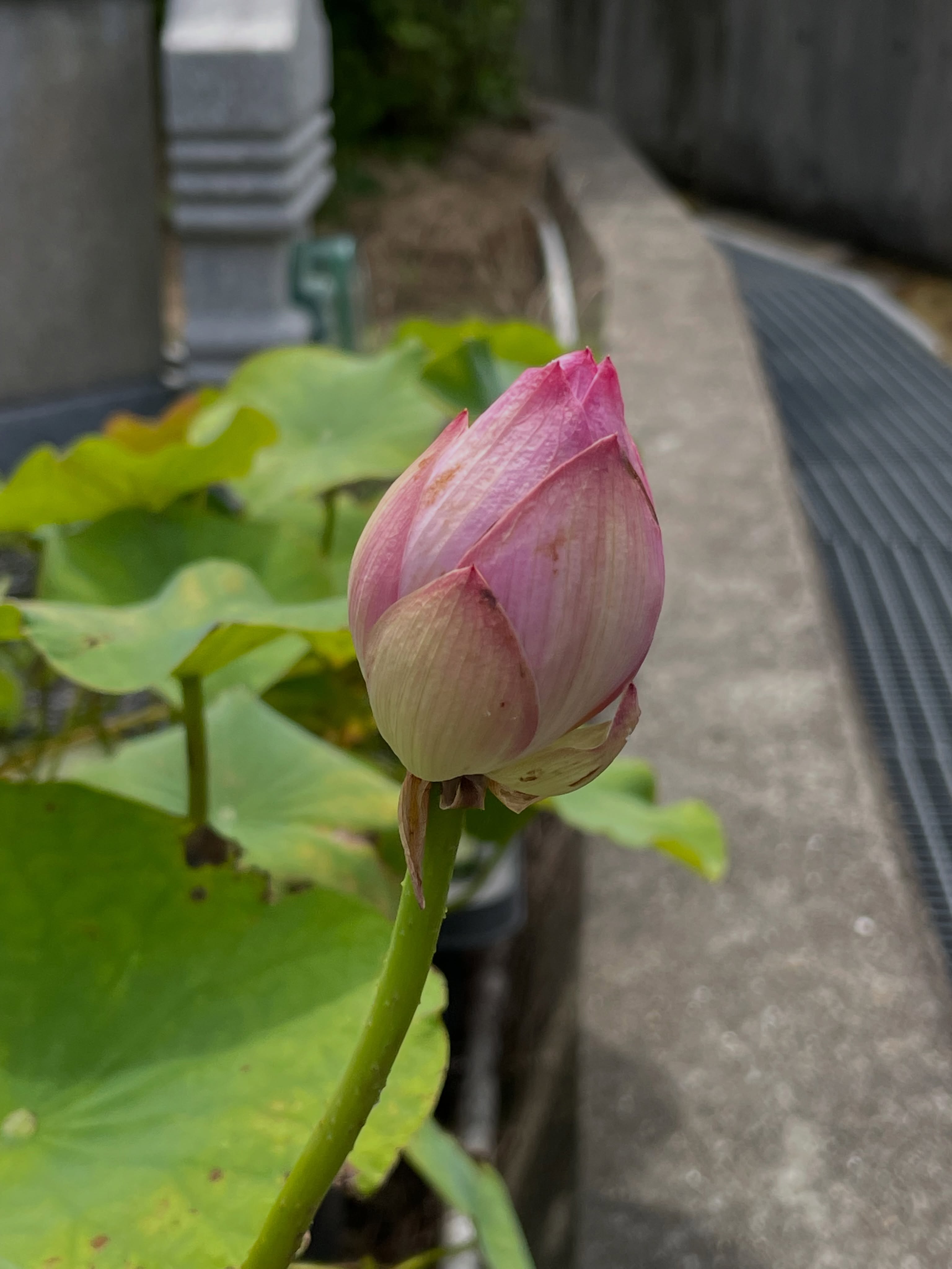 精舎日記

今年も庭にある蓮鉢に蕾が成り始めました。夏が来ますね。

生きとし生けるものが幸せでありますように
#jtba #仏教 #蓮 #植物 #夏