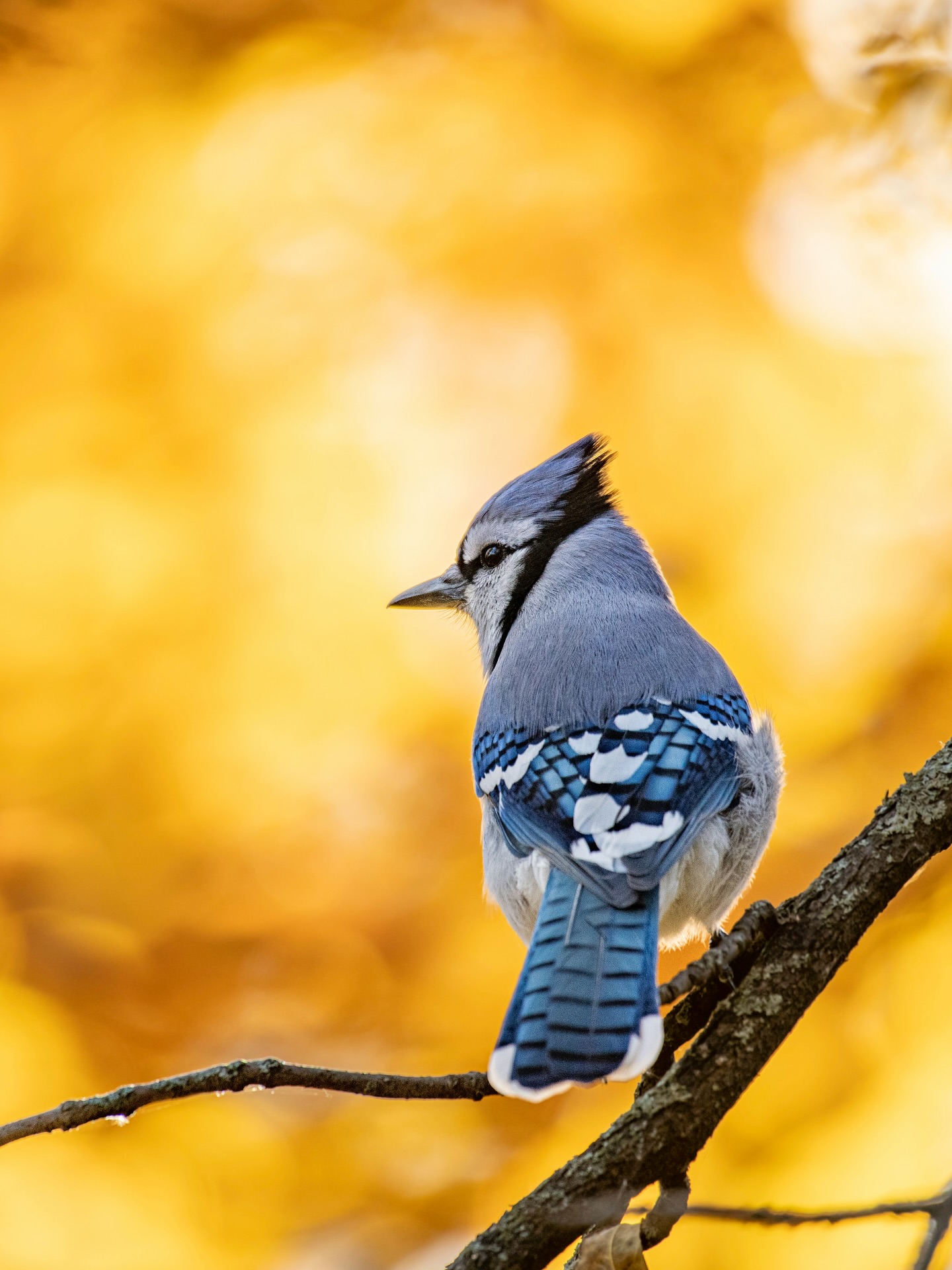 生きとし生けるものが
幸せでありますように
#jtba