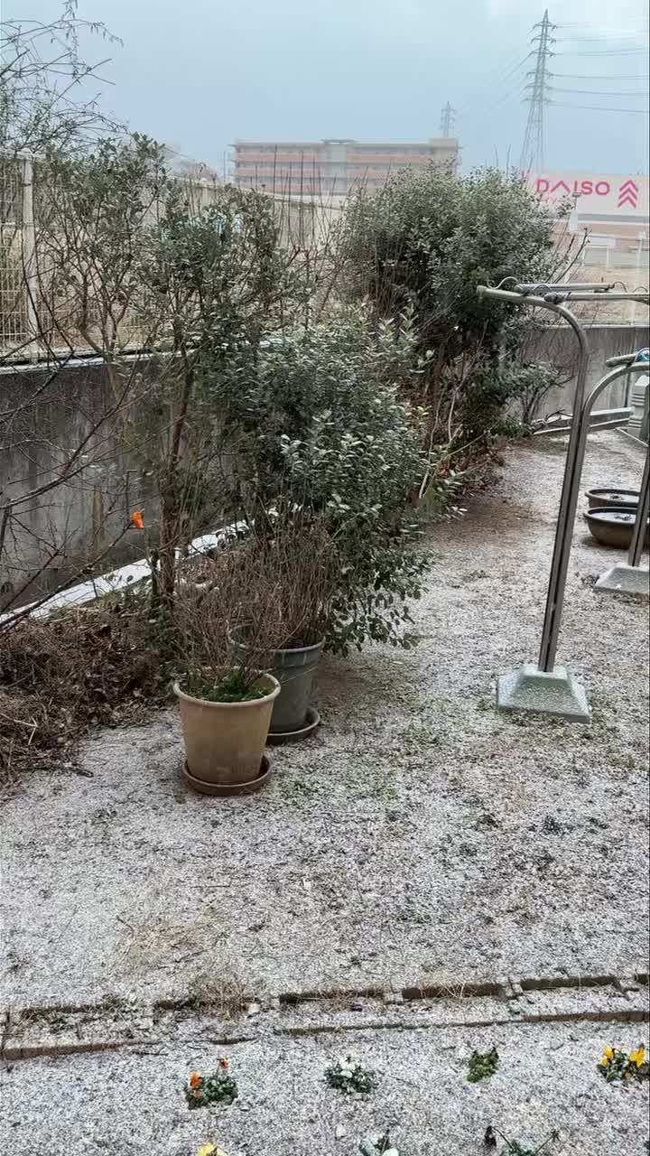 精舎の日記

雪が降っています❄️

#雪 #snow #jtba