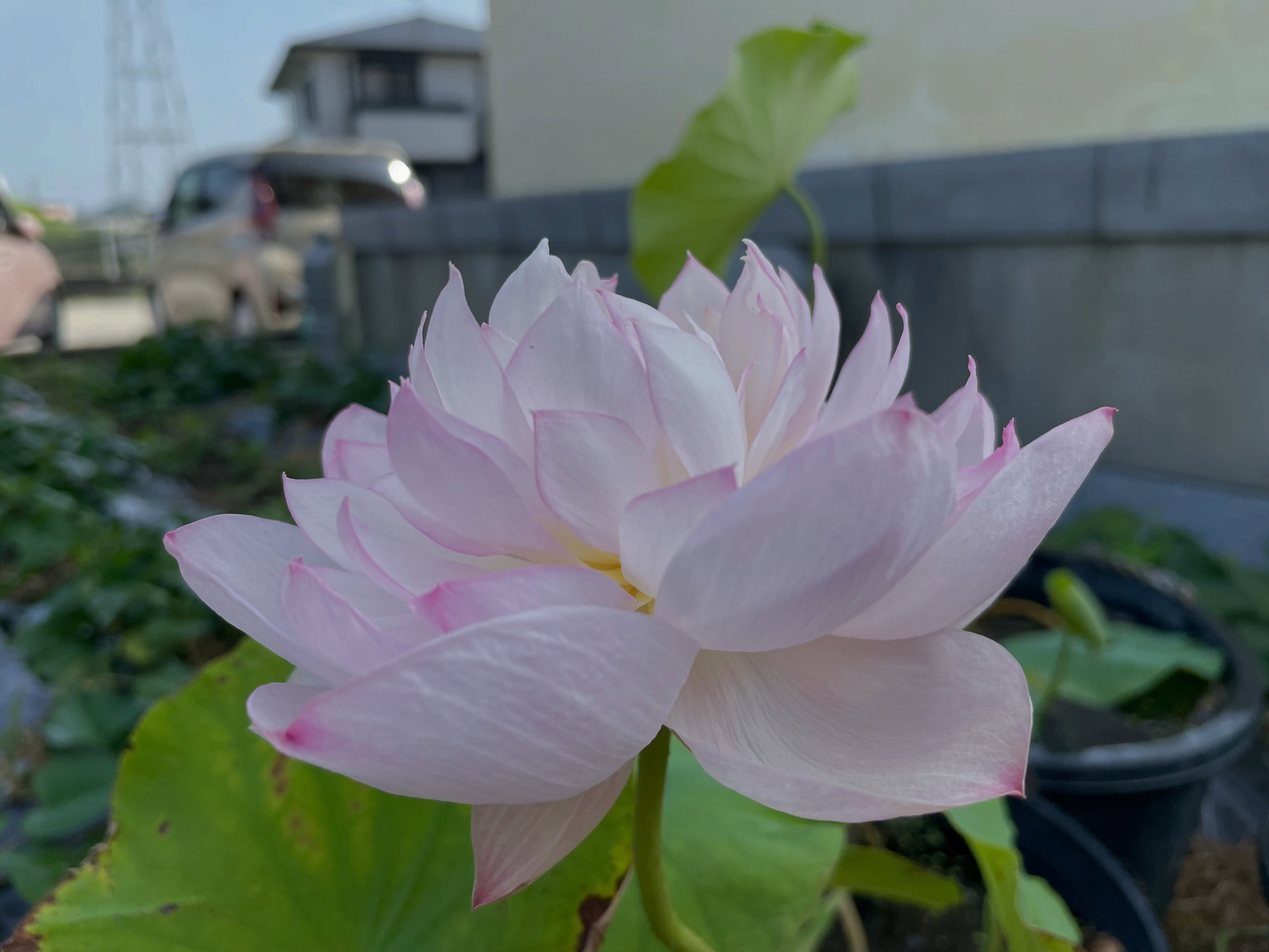 精舎日記②

蓮の花言葉は「清らかな心」

生きとし生けるものの
願い事が叶えられますように
#jtba #仏教 #蓮 #庭
