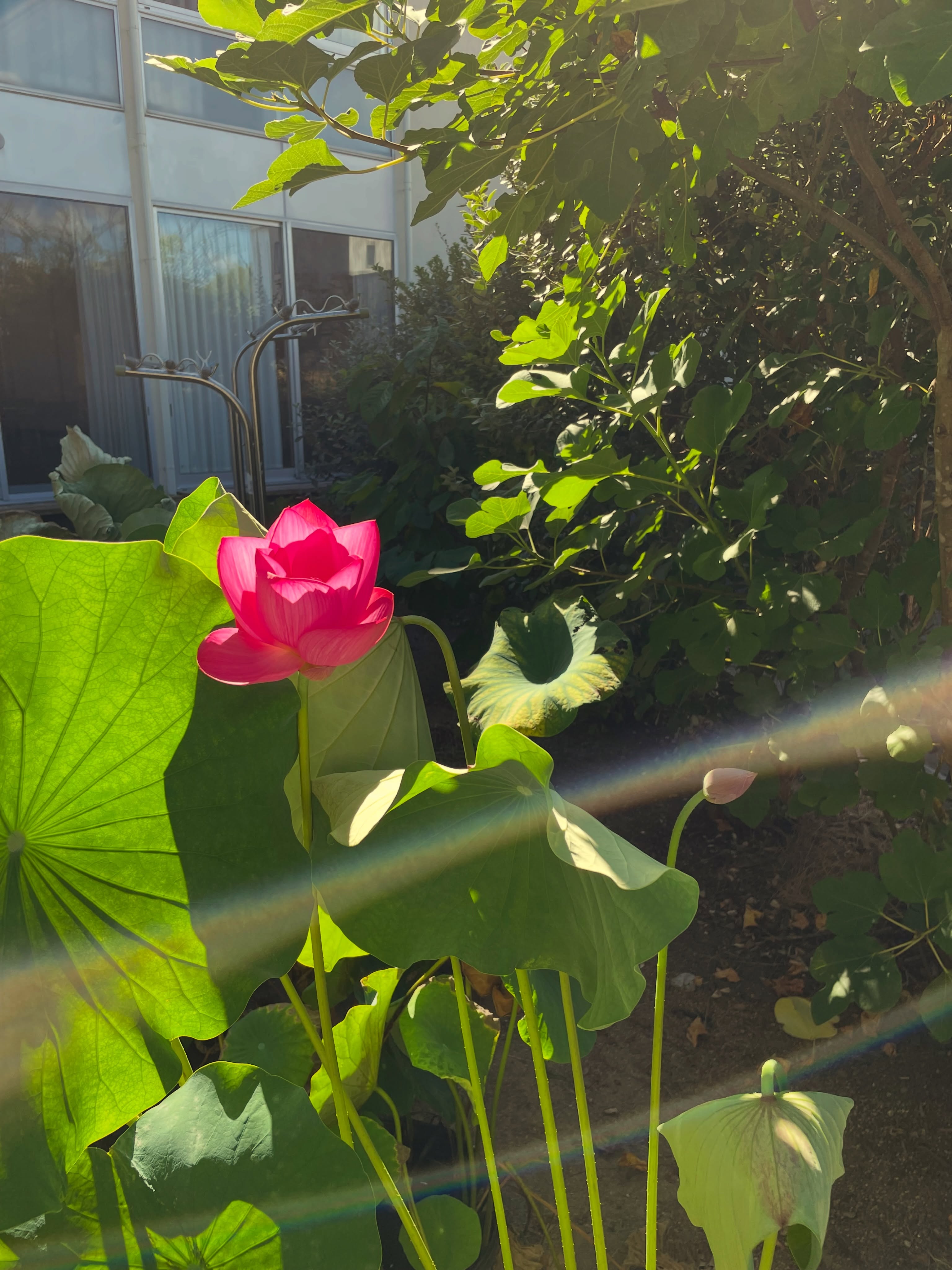 精舎日記

ほのかに甘い香りがします。
皆さん、お体ご自愛ください

生きとし生けるものが
幸せでありますように
#jtba #仏教 #夏 #蓮