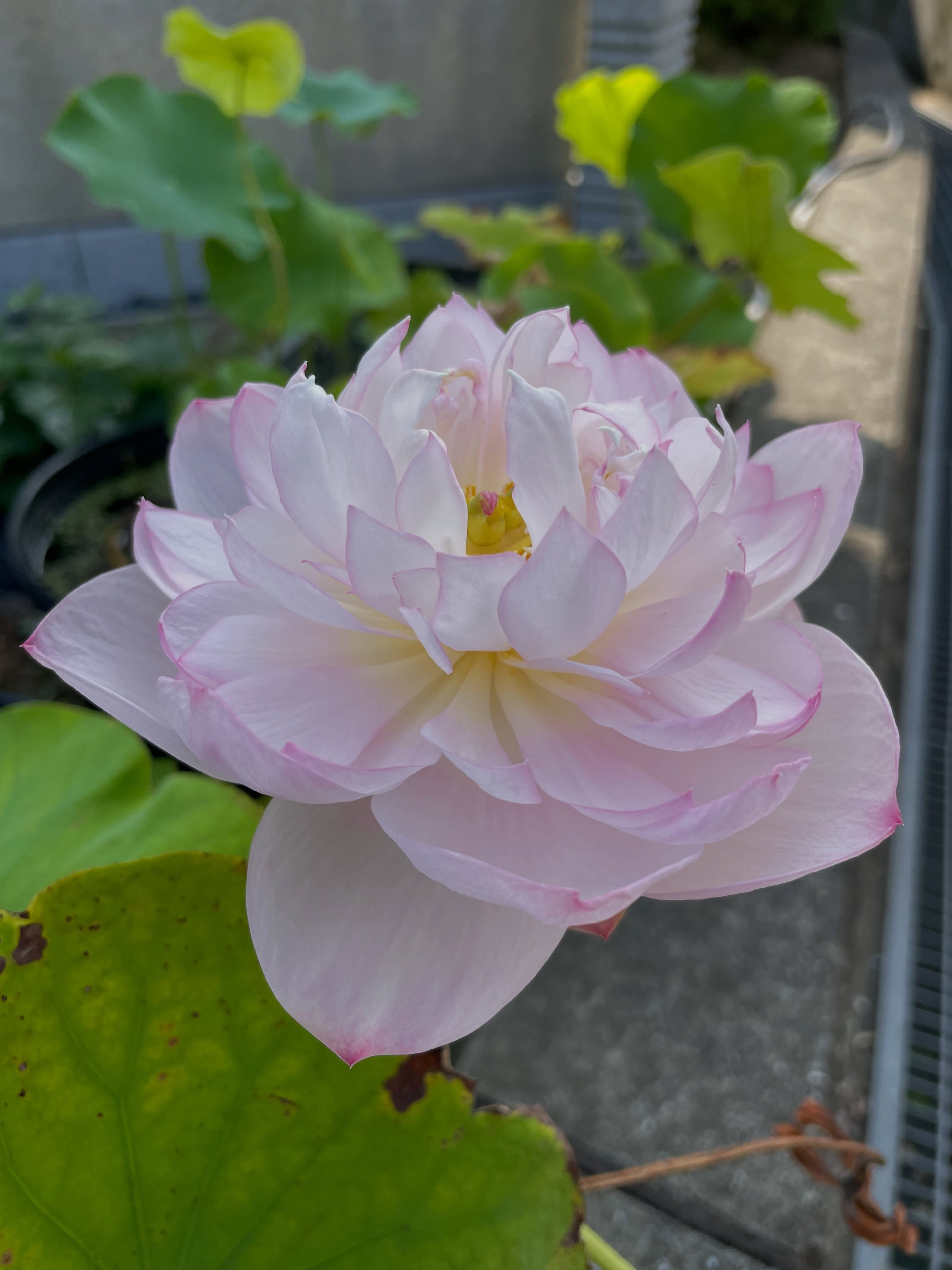 精舎日記

今朝、蓮が満開になってました😁

Yathā saṅkāradhānasmiṃ, ujjhitasmiṃ mahāpathe;
Padumaṃ tattha jāyetha, sucigandhaṃ manoramaṃ.
大通りのそばの泥の沼に、清らかな香りを放つ美しい蓮の花が咲くように、

Evaṃ saṅkārabhūtesu, andhabhūte puthujjane;
Atirocati paññāya, sammāsambuddhasāvako.
泥沼に似たような無知で生きている人々のなかで、仏陀の弟子は智慧を持って光輝く。
(Dhammapada 58,59)

生きとし生けるものが
幸せでありますように
#jtba #仏教 #蓮 #庭